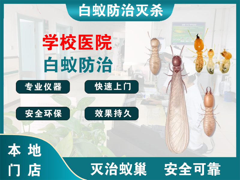 松江区学校医院白蚁防治