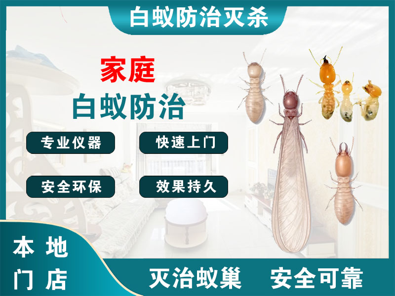 松江区家庭白蚁防治