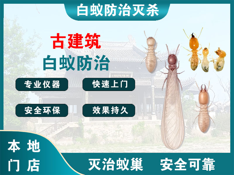 松江区古建筑白蚁防治