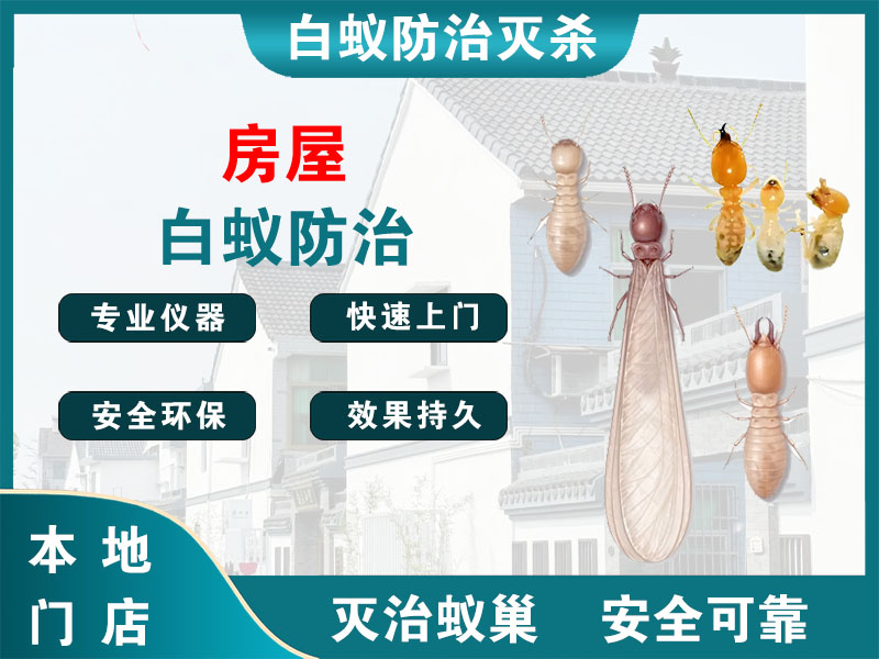 松江区房屋白蚁防治
